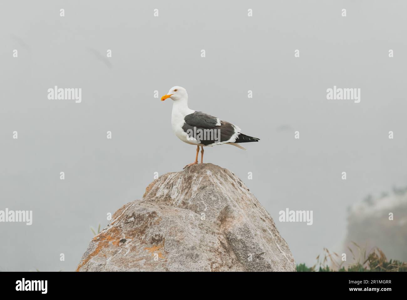 Spiaggia rocciosa e gabbiano seduti sulla cima di una scogliera in un giorno coperto di nebbia, la costa della California Foto Stock