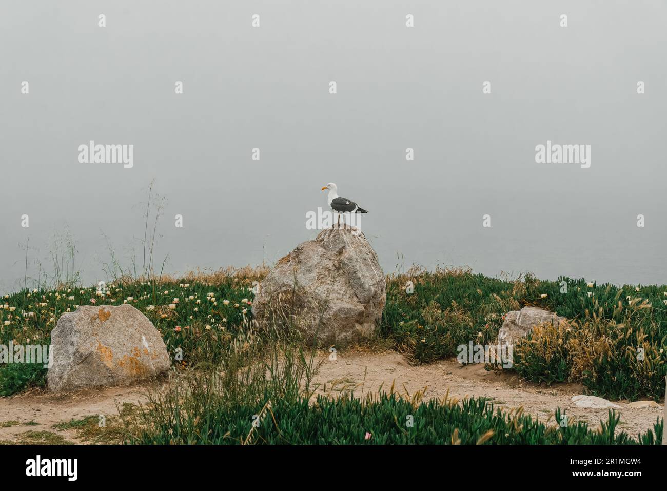 Spiaggia rocciosa e gabbiano seduti sulla cima di una scogliera in un giorno coperto di nebbia, la costa della California Foto Stock
