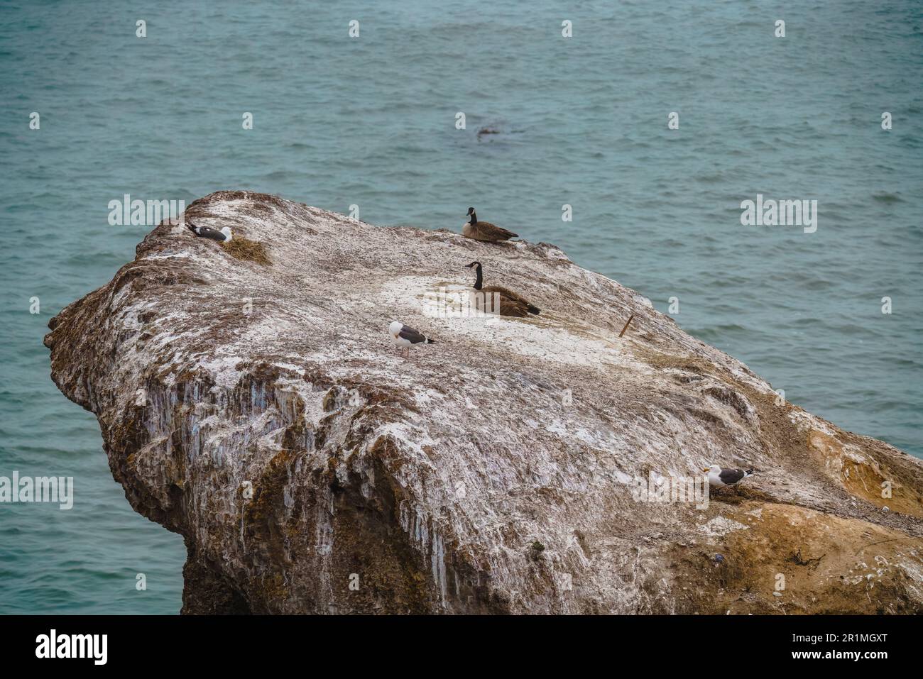 Le oche canadesi adagiate su una scogliera, costa californiana. Foto Stock