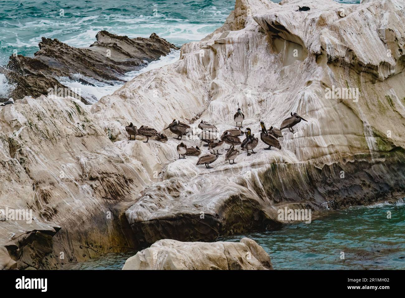 Scogliere rocciose nell'oceano e gregge di pellicani marroni in un giorno coperto, la California Foto Stock