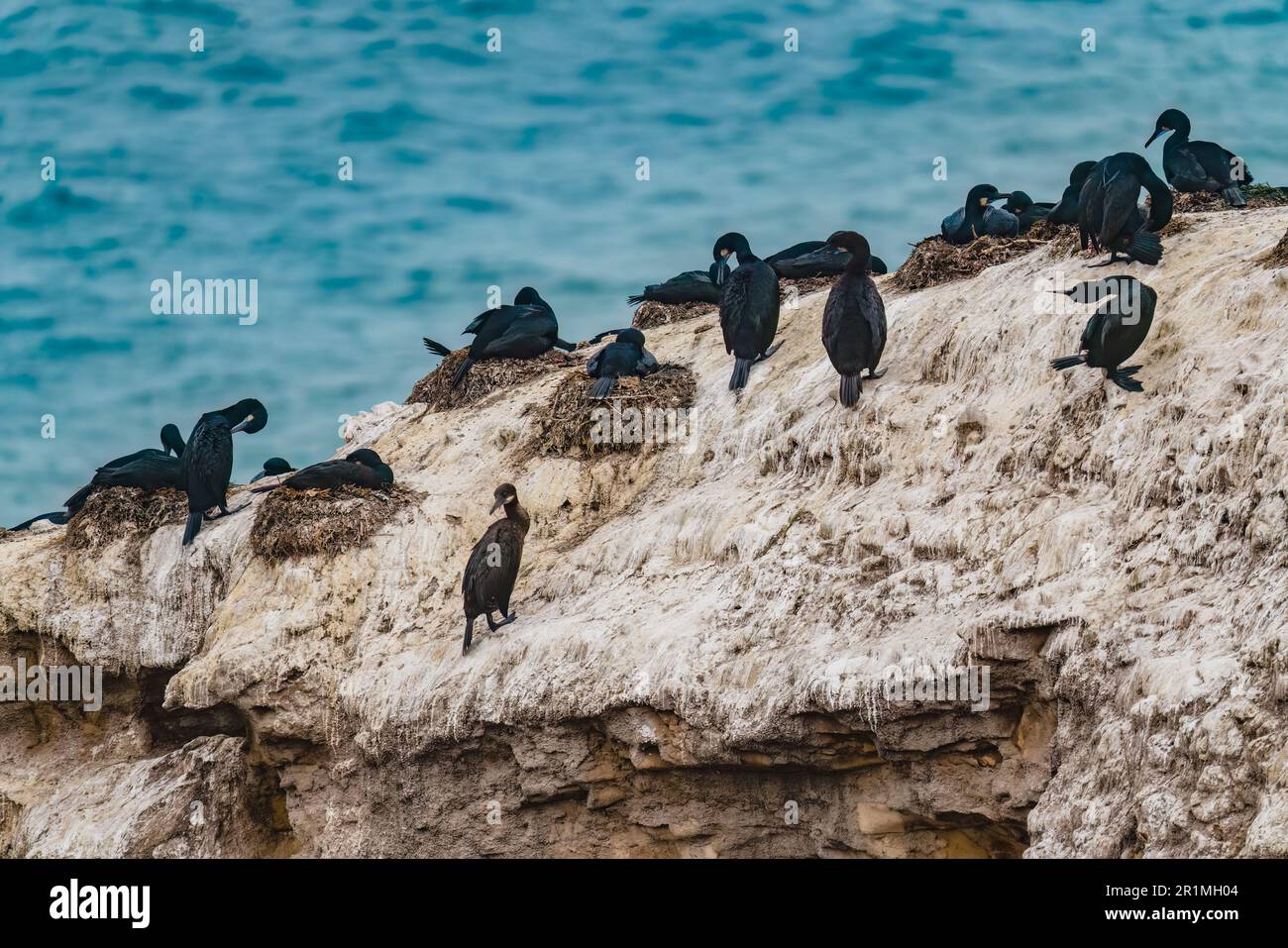 Scogliere rocciose nell'oceano e gregge di cormorani in una giornata colma, California Foto Stock