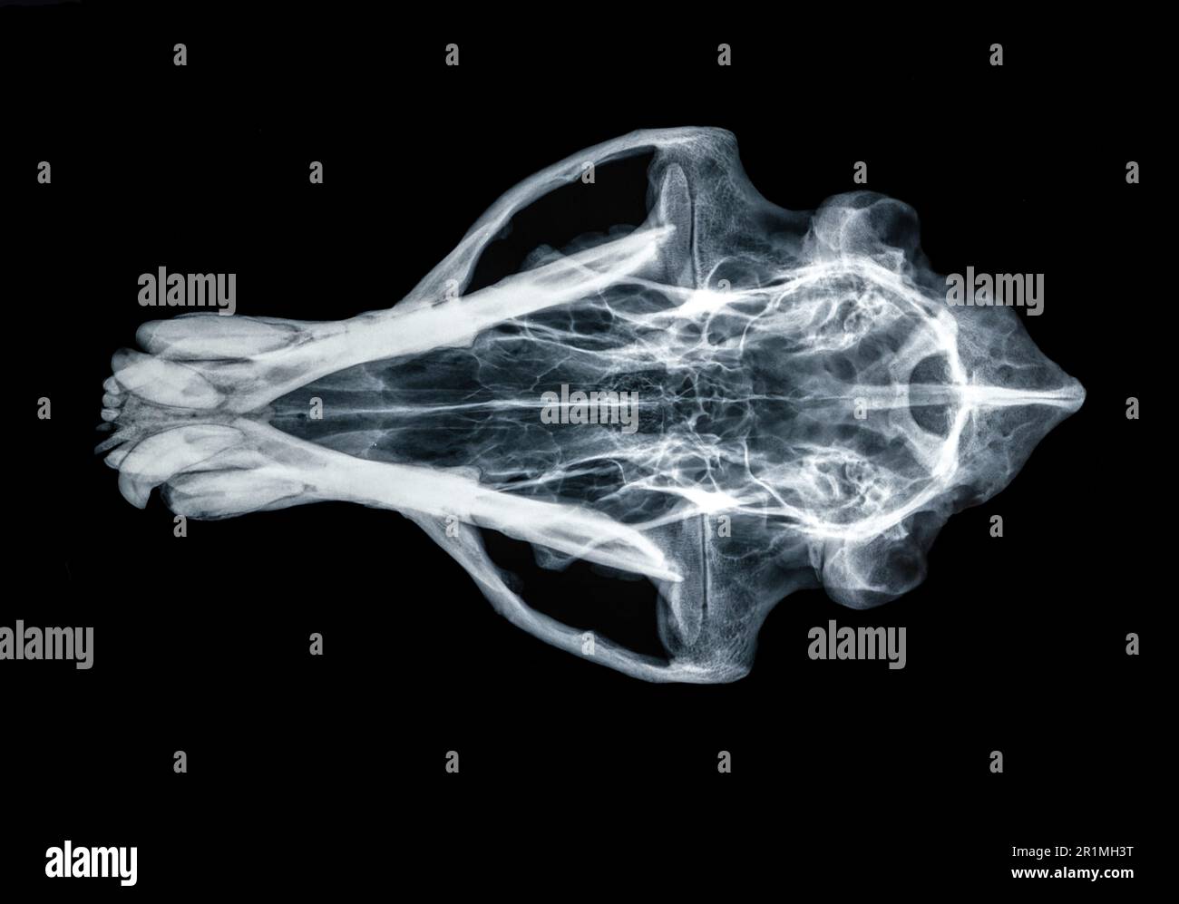 Javelina o Collared Peccary (Tayassu tajacu) cranio radiografia Foto Stock