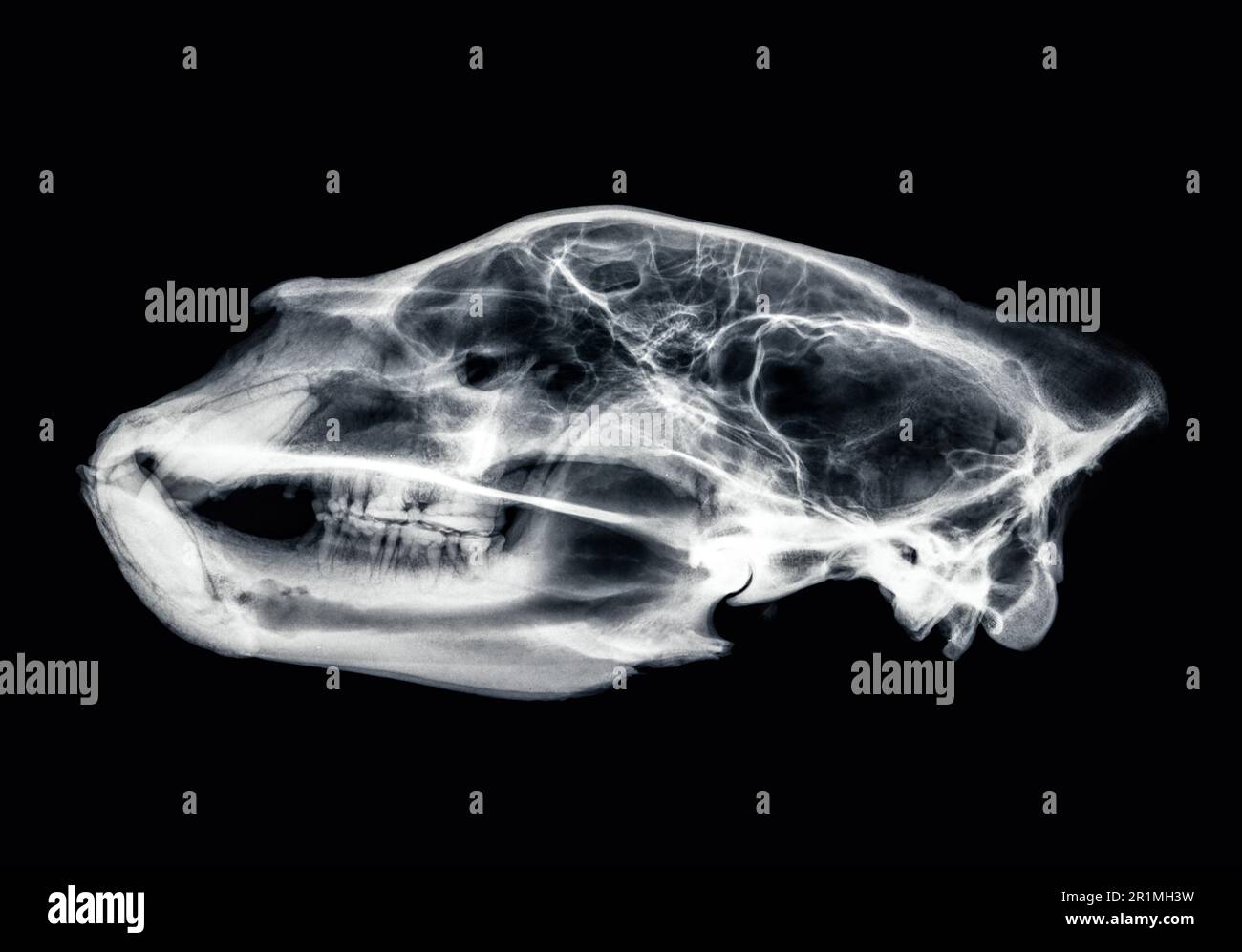 Orso Nero Americano (Ursus americanus) cranio, vista laterale Foto Stock