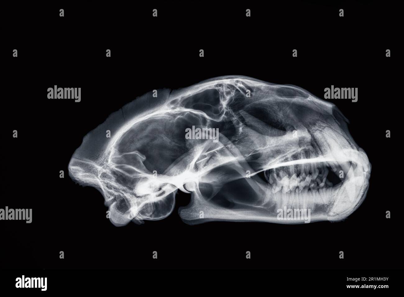 Leone di montagna (Felis concolor) cranio radiografia, vista laterale Foto Stock