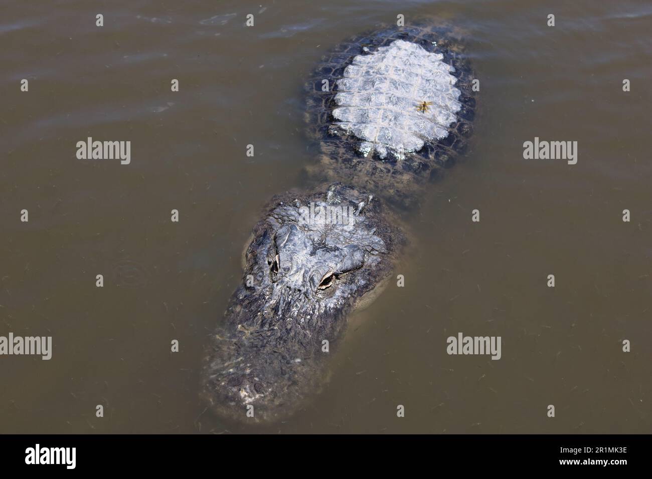 Alligator Gatorland a Orlando, Florida Foto Stock