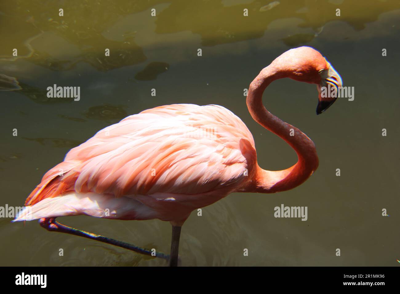 Flamingo a Gatorland in Orlando, Florida Foto Stock