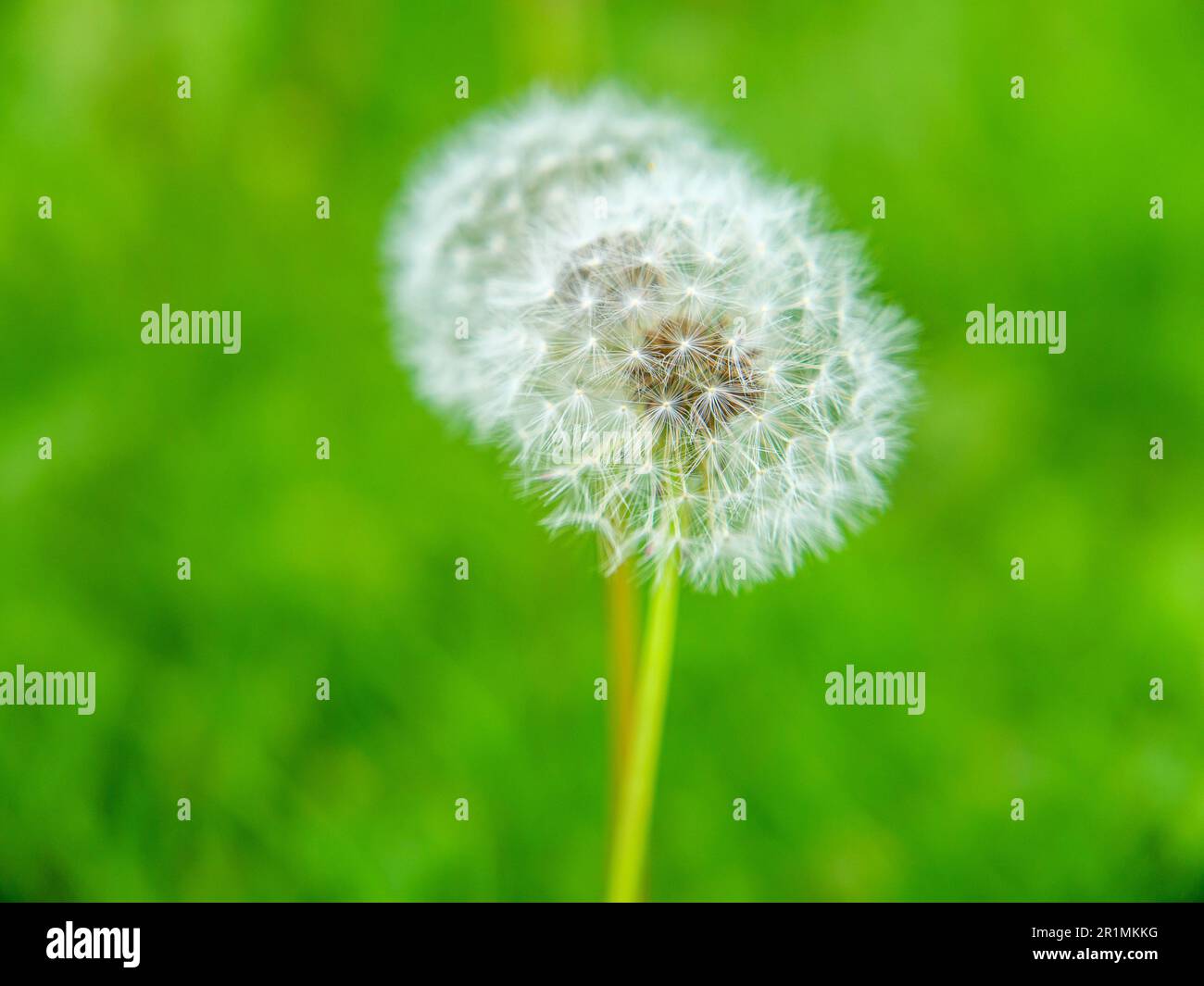 Dente di leone teste di semi su prato urbano nel mese di maggio. No falciatura maggio è uno sforzo per aiutare gli insetti impollinatori benefici astenendosi dal taglio del prato durante il mese di maggio. Foto Stock