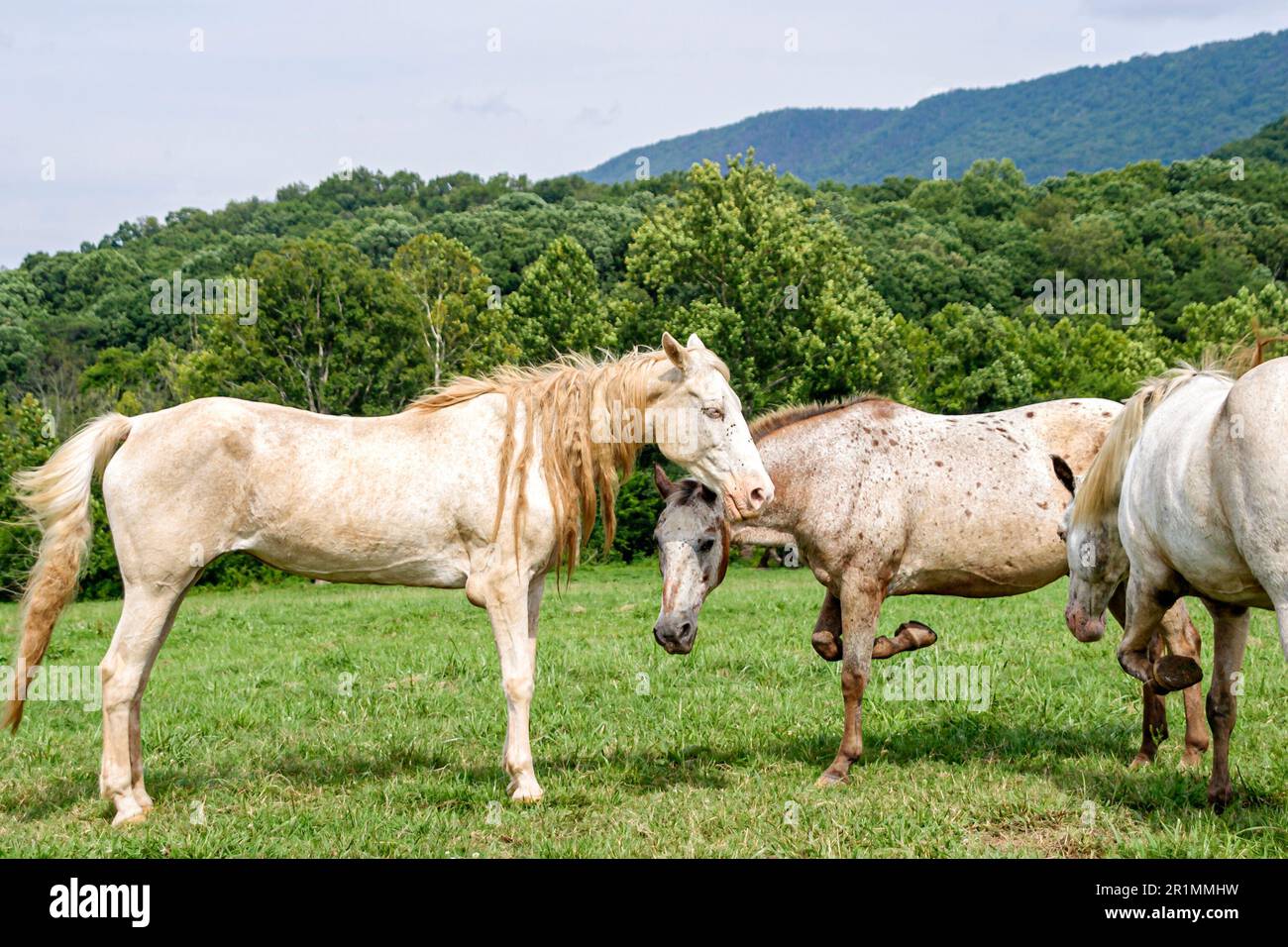 Tennessee Great Smoky Mountains National Park, Appalachi meridionali, destinazione di vacanza, rurale, paese, campagna, rustico, natura, naturale, cavallo da pascolo Foto Stock