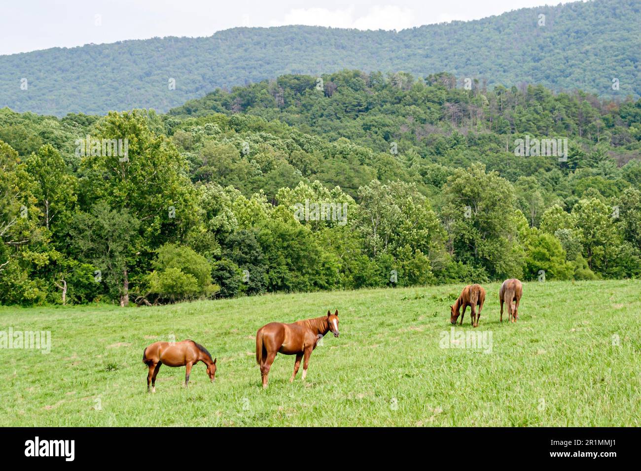 Tennessee Great Smoky Mountains National Park, Appalachi meridionali, destinazione di vacanza, rurale, paese, campagna, rustico, natura, naturale, cavallo da pascolo Foto Stock