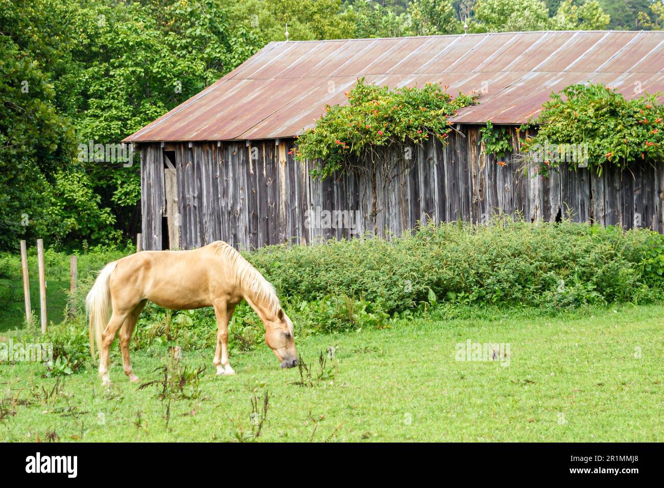 Tennessee Great Smoky Mountains National Park, campagna rurale rustico pascolo cavallo pascolo pascolo, tempo-indossato fienile, Foto Stock