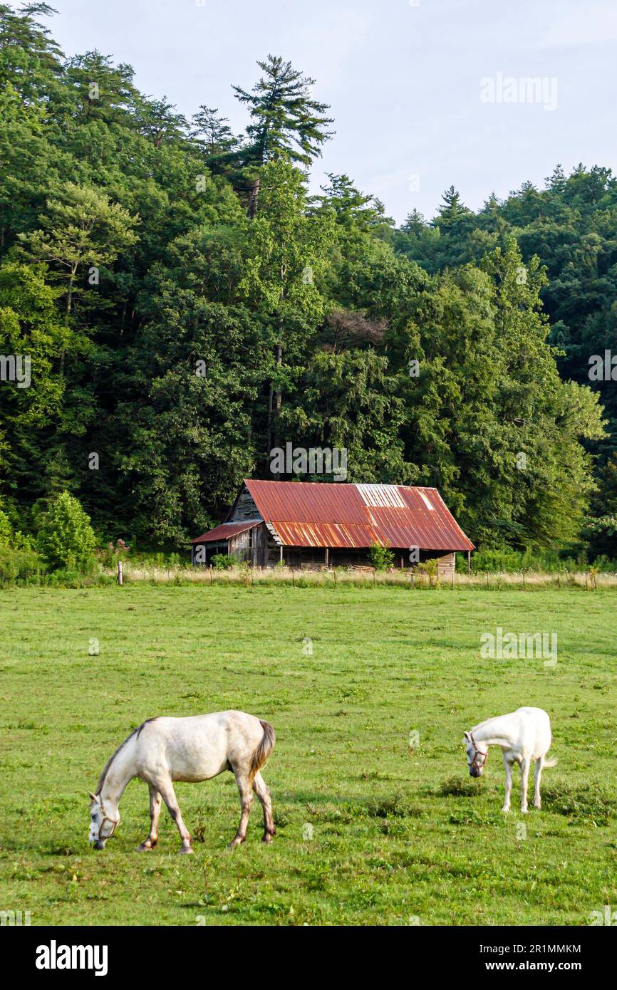 Tennessee Great Smoky Mountains National Park, Appalachi meridionali, destinazione di vacanza, rurale, paese, campagna, rustico, natura, naturale, cavallo da pascolo Foto Stock