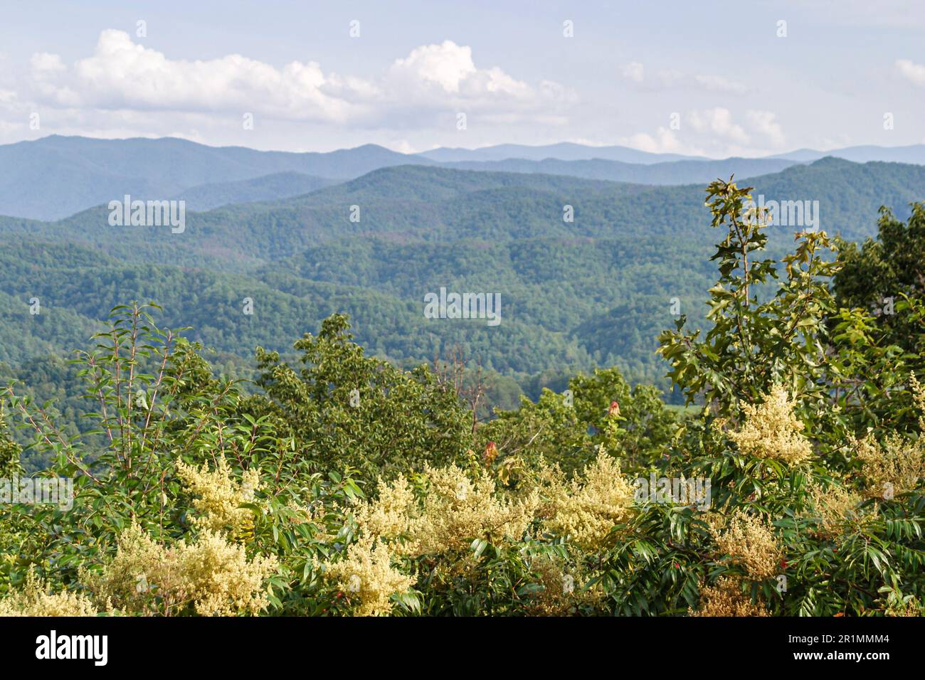 Tennessee Great Smoky Mountains National Park Appalachian meridionale, paesaggio naturale creste panoramiche, Foto Stock