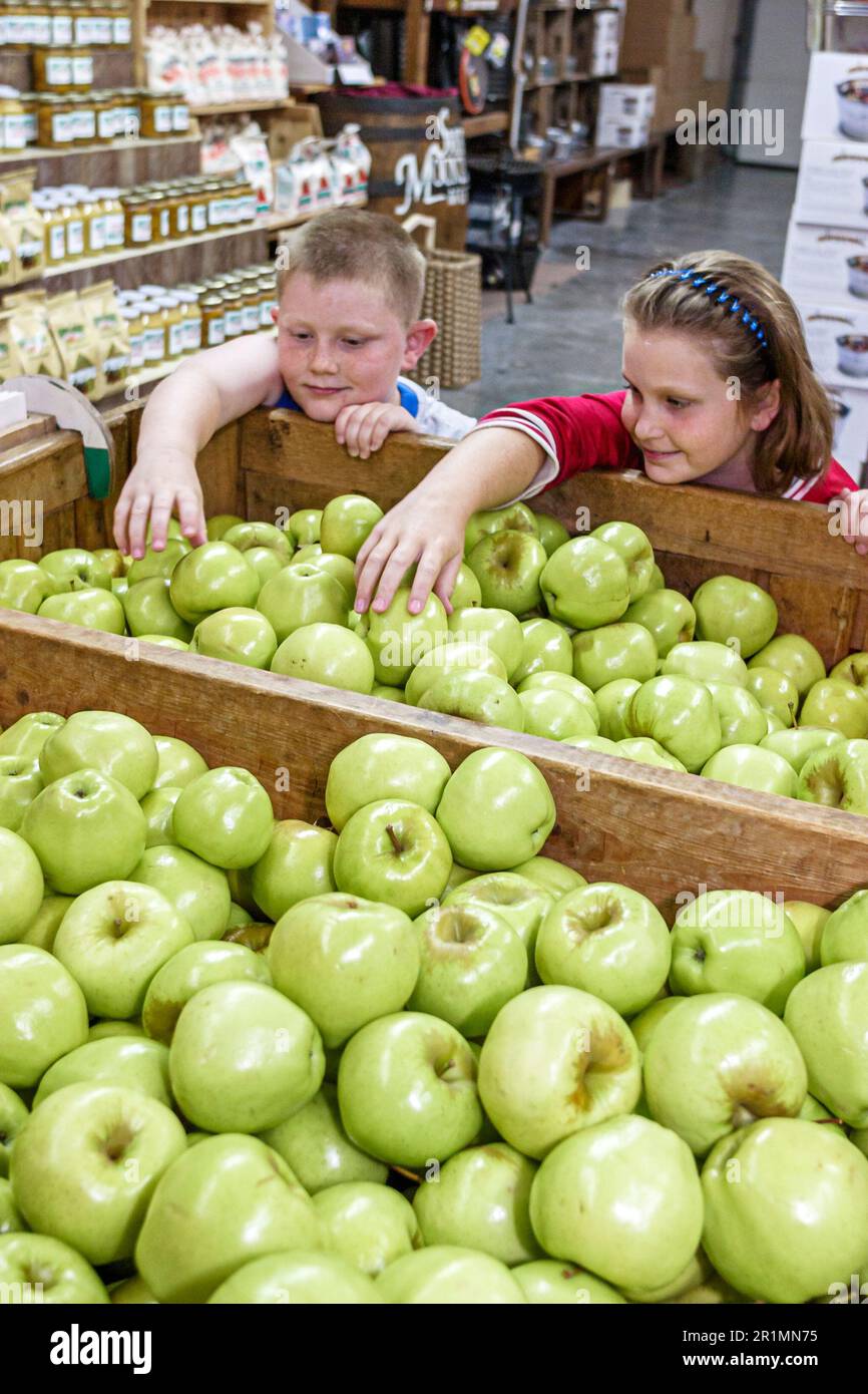 Sevierville Tennessee, l'Apple Barn Cider Mill & General Store, mela di lavoro frutteto mele verde Granny Smith ragazzo ragazza cercando, Foto Stock