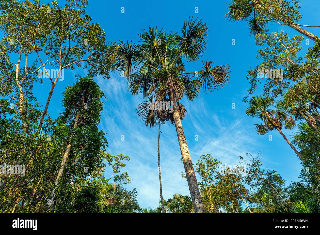 Albero della foresta amazzonica, parco nazionale di Yasuni, Ecuador. Foto Stock