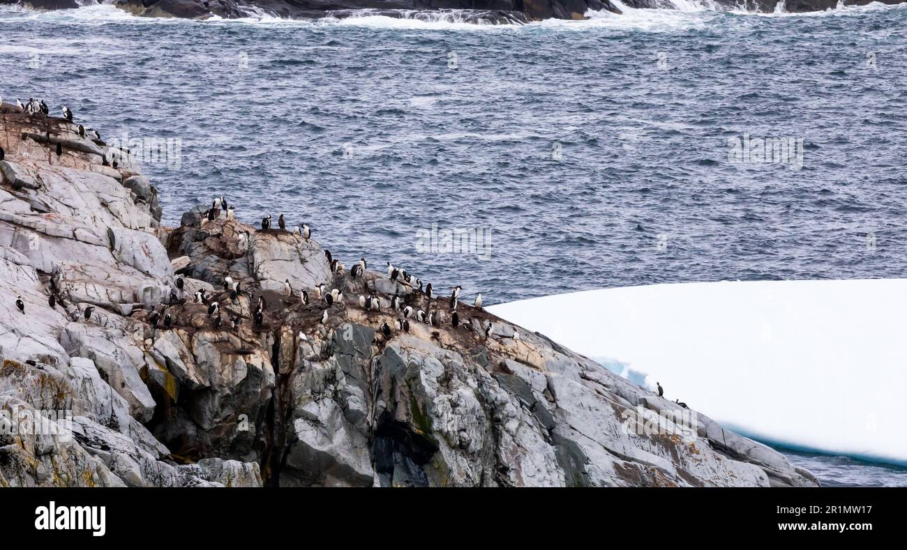 Gruppi di pinguini Gentoo nel paesaggio antartico Foto Stock