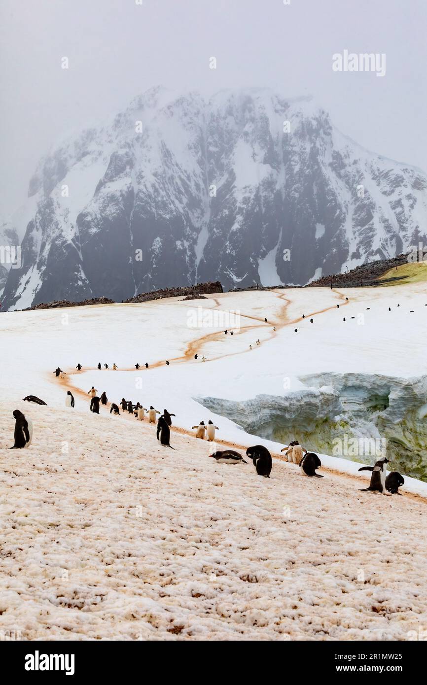 Gruppi di pinguini Gentoo nel paesaggio antartico Foto Stock