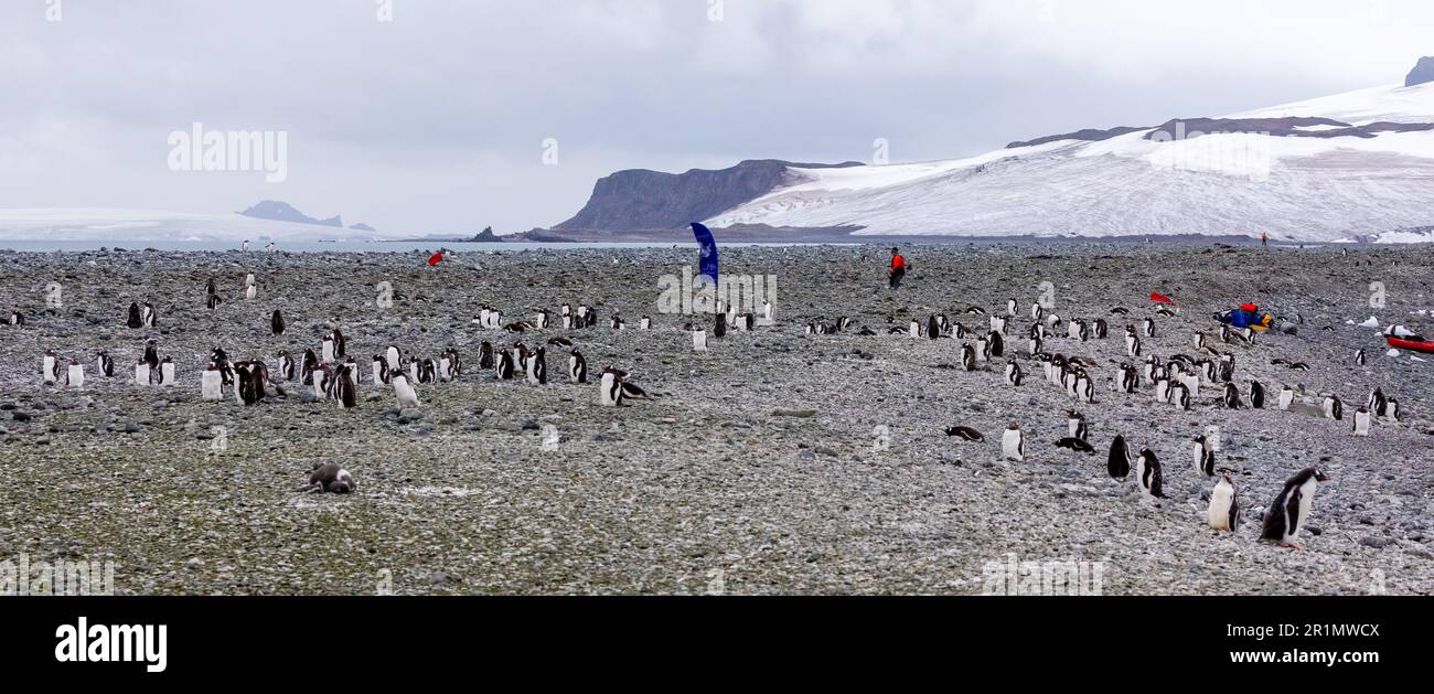 Gruppi di pinguini Gentoo nel paesaggio antartico Foto Stock