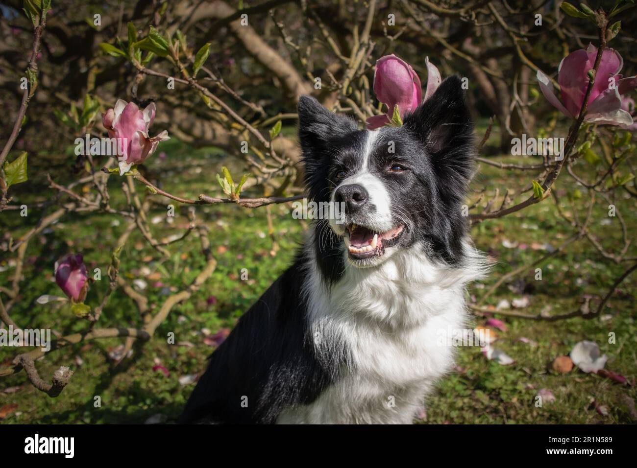 Happy Border Collie sorride nel parco con Magnolia Tree. Ritratto primaverile di carino cane bianco e nero all'esterno. Foto Stock