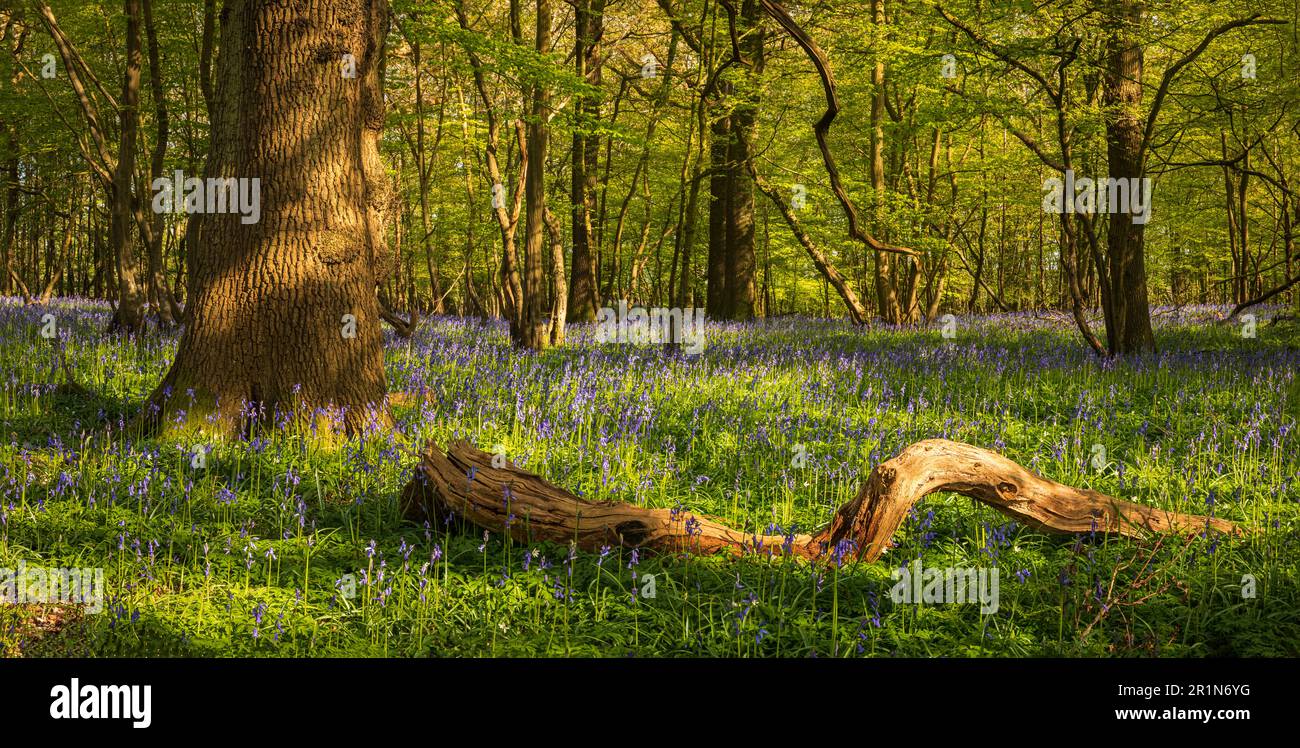 Aprile primavera Bluebell bosco vicino Mountfield sul alto Weald nel Sussex orientale sud Inghilterra Foto Stock
