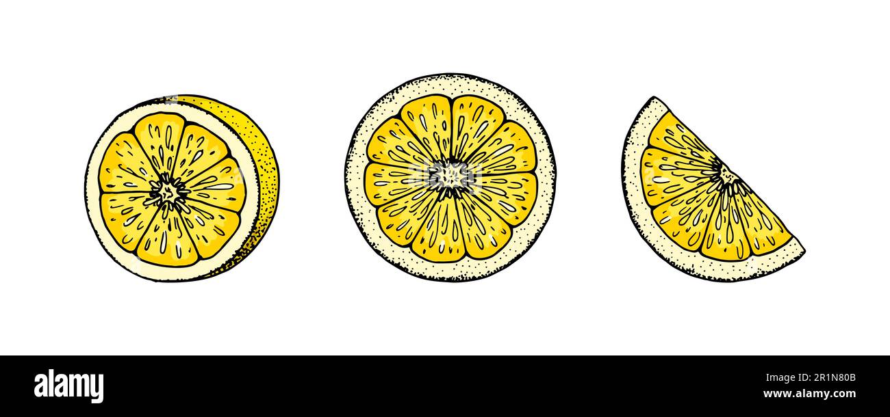 Fettine di limone. Illustrazione vettoriale colorata disegnata a mano nello stile di schizzo. Esotico tropicale agrumi elementi di design estate Illustrazione Vettoriale