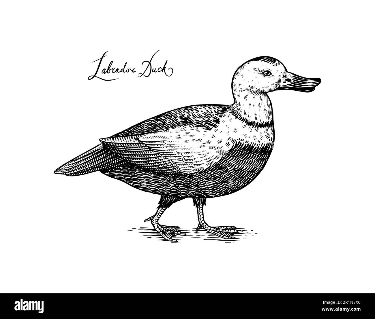 Labrador anatra. Uccello. Illustrazione vettoriale disegnata a mano incisa in legno stile vintage grafico, disegno Illustrazione Vettoriale