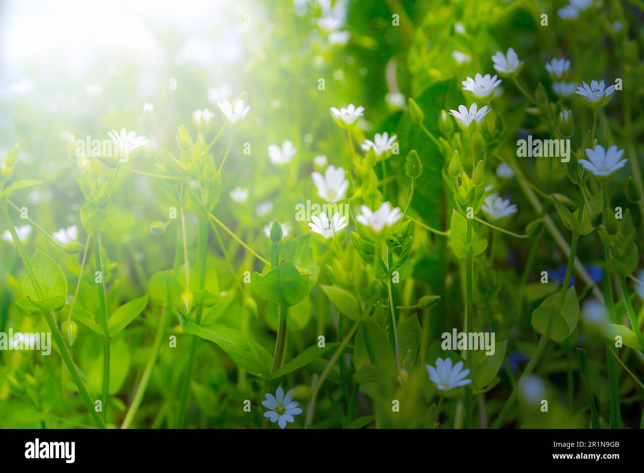 Un primo piano dei fiori selvatici del campo in un prato primaverile fiorito. Foto Stock