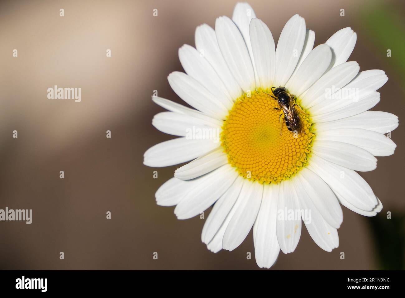 Un'ape raccoglie nettare da una camomilla. Primo piano in camomilla di primavera fresca. Petali bianchi di camomilla. Foto Stock