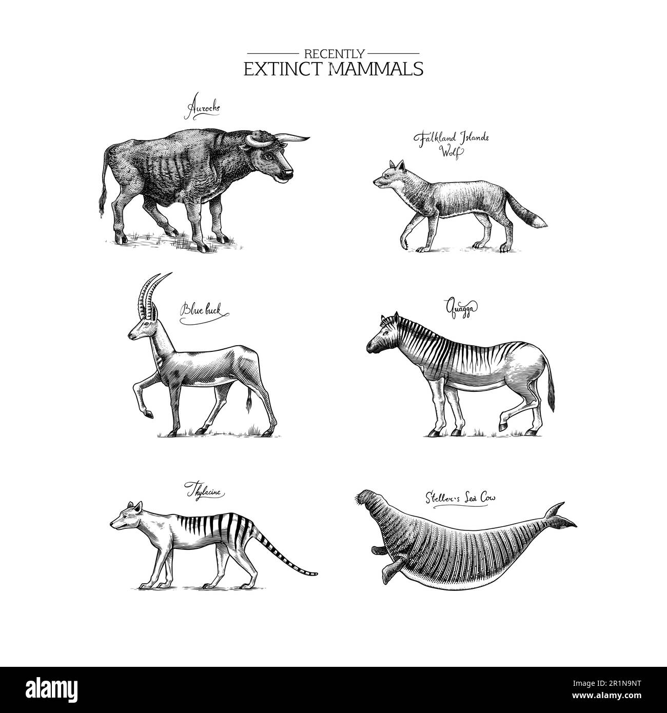 Specie *. Animali e uccelli selvatici di mammiferi. Lupo della Tasmania, Quagga. Aurochs. Antilope blu. Mucca di mare di Steller. Disegno con incisione vettoriale disegnata a mano Illustrazione Vettoriale