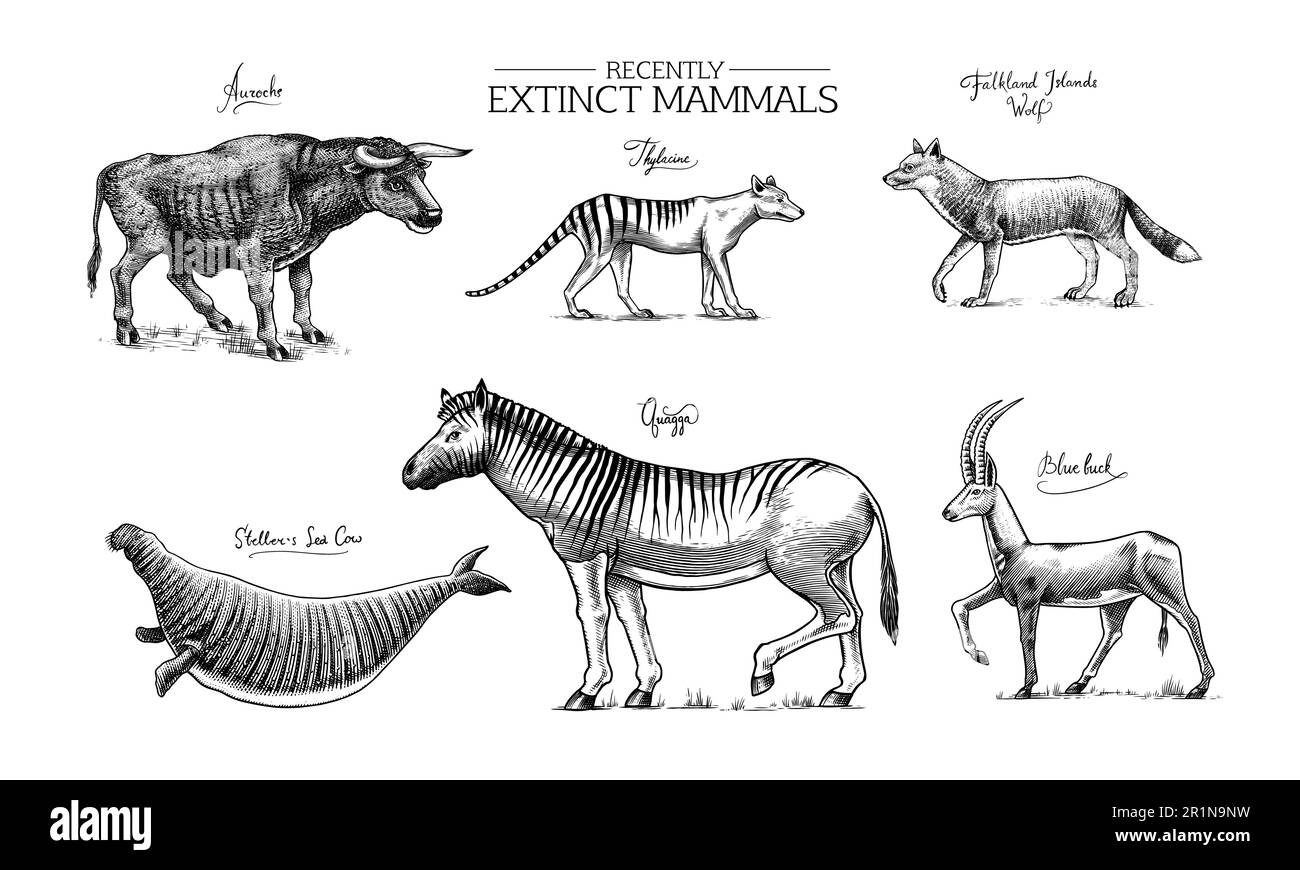 Specie *. Animali e uccelli selvatici di mammiferi. Lupo della Tasmania, Quagga. Aurochs. Antilope blu. Mucca di mare di Steller. Disegno con incisione vettoriale disegnata a mano Illustrazione Vettoriale