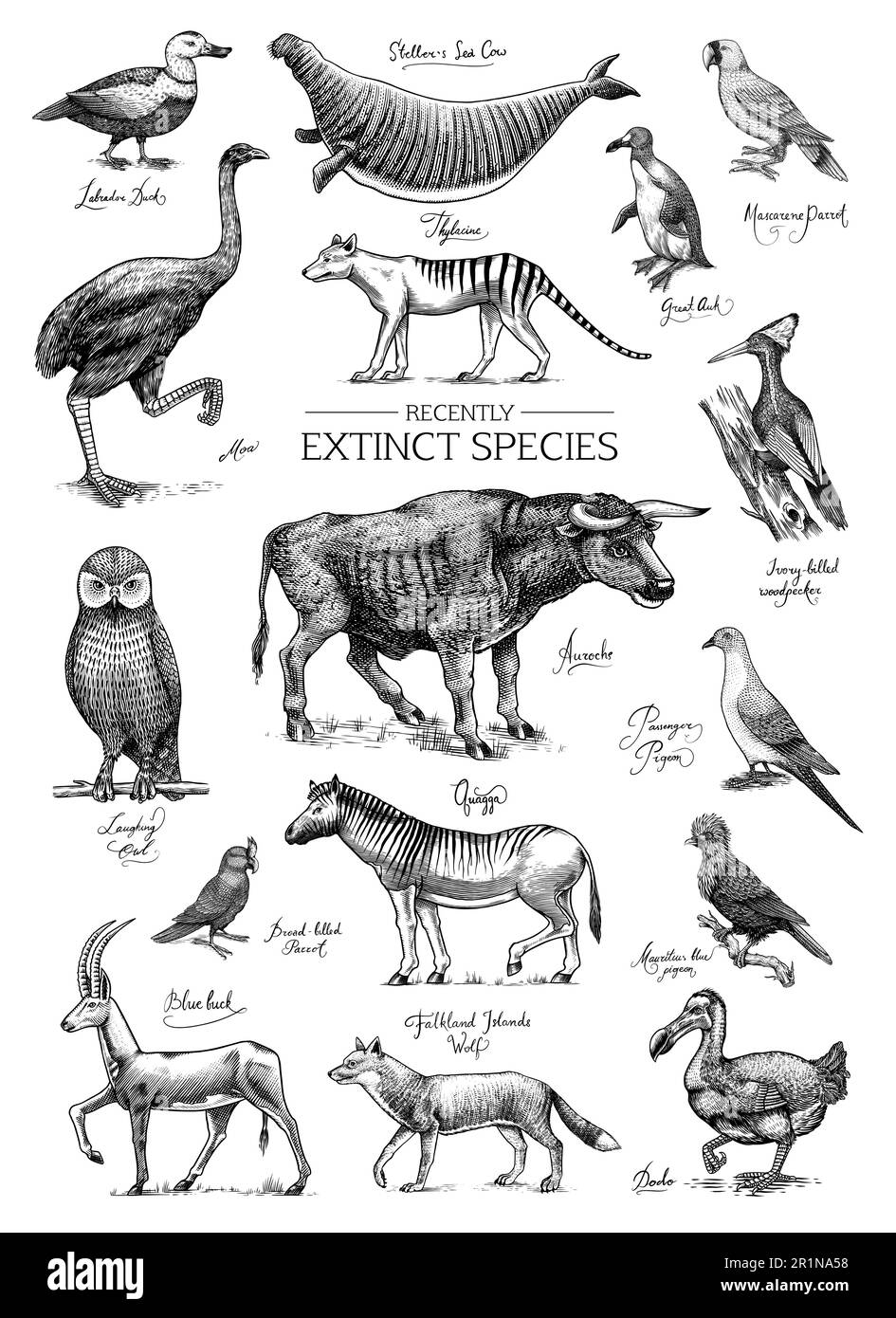 Specie *. Animali e uccelli selvatici di mammiferi. Dodo, Moa, Lupo della Tasmania, Quagga. Aurochs. Antilope blu. Disegno con incisione vettoriale disegnata a mano. Figura Illustrazione Vettoriale