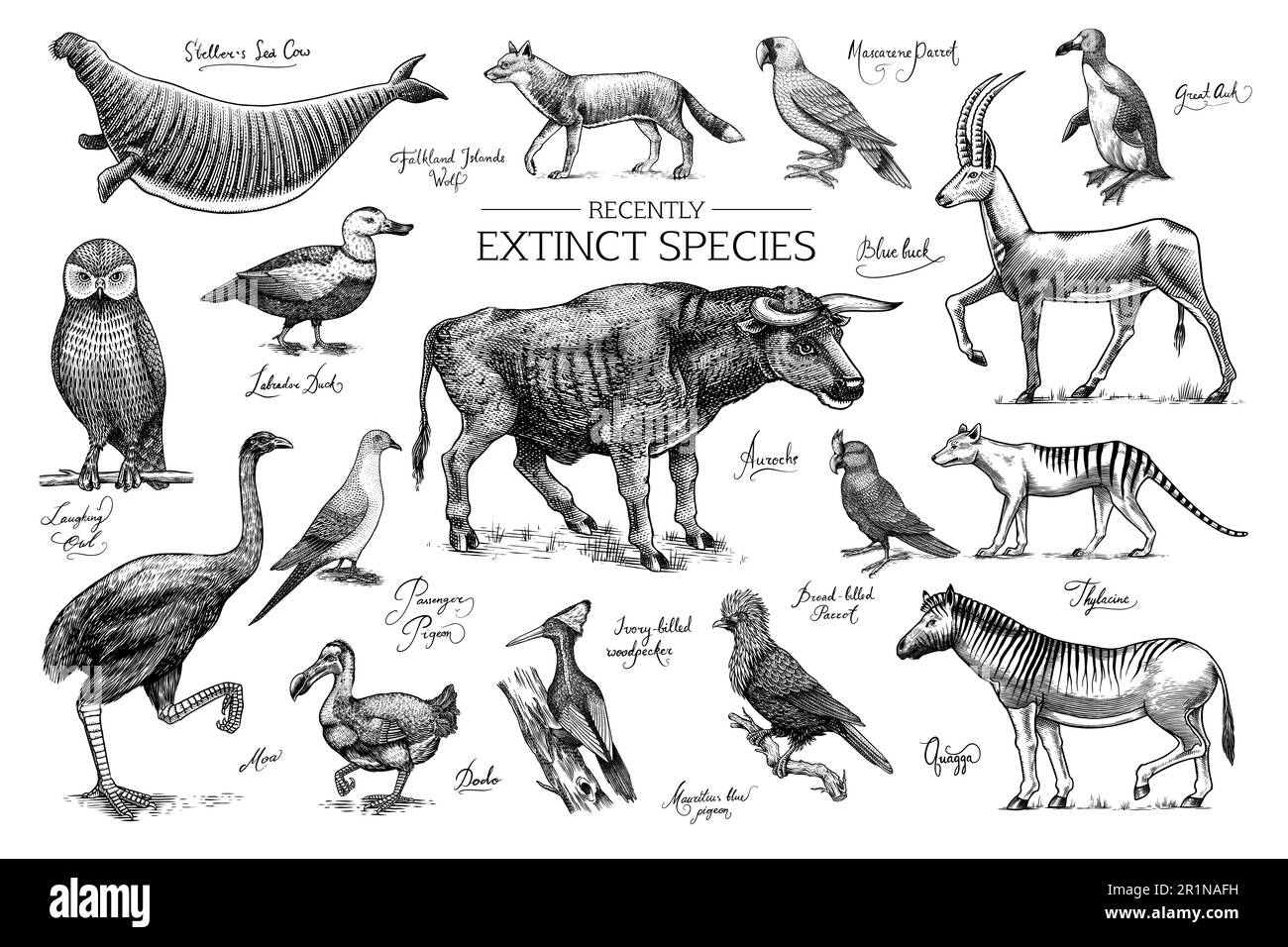 Specie *. Animali e uccelli selvatici di mammiferi. Dodo, Moa, Lupo della Tasmania, Quagga. Aurochs. Antilope blu. Disegno con incisione vettoriale disegnata a mano. Figura Illustrazione Vettoriale