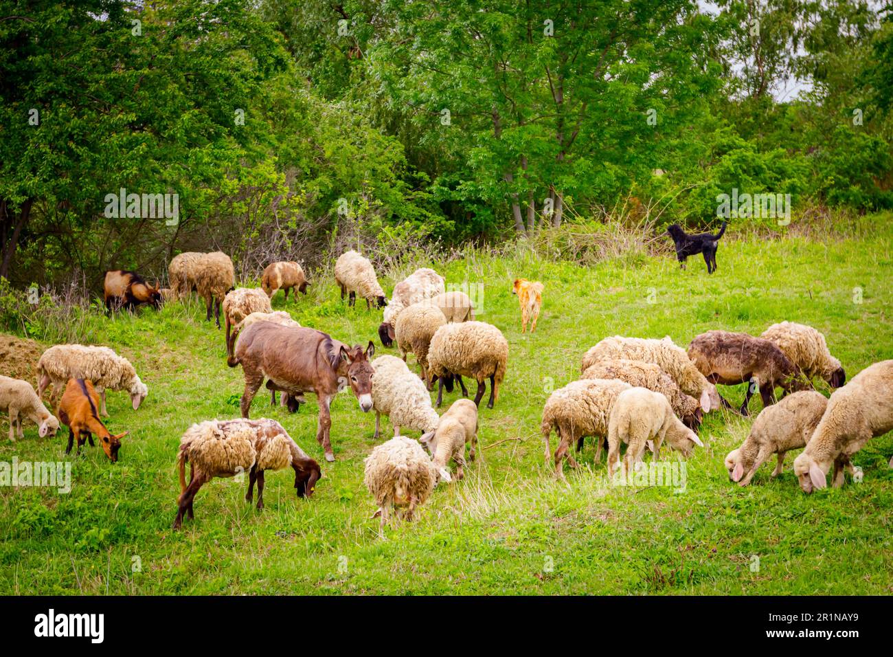 Mandria mista di pecore e capre sta mangiando, pascolo erba su pascolo, prato con uno sciacatto come parte della loro famiglia. Foto Stock