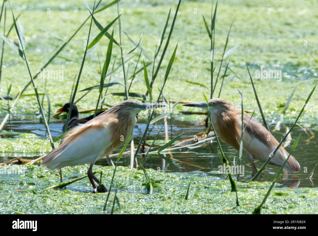 Un paio di Squacco Heron (Ardeola ralloides), in habitat naturale, Agia Vavara, Cipro. Foto Stock