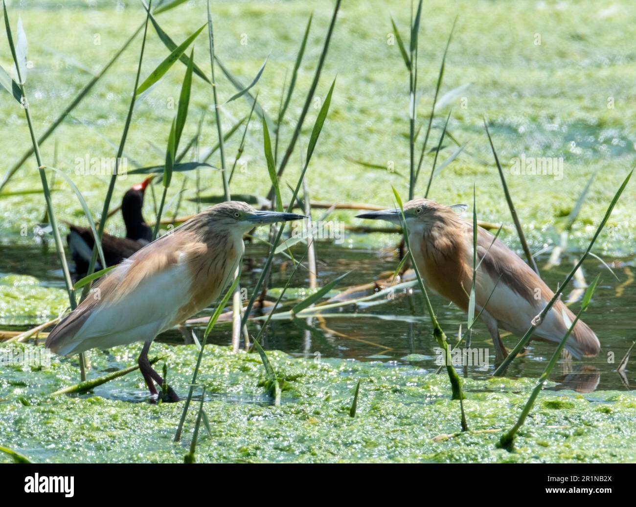 Un paio di Squacco Heron (Ardeola ralloides), in habitat naturale, Agia Vavara, Cipro. Foto Stock