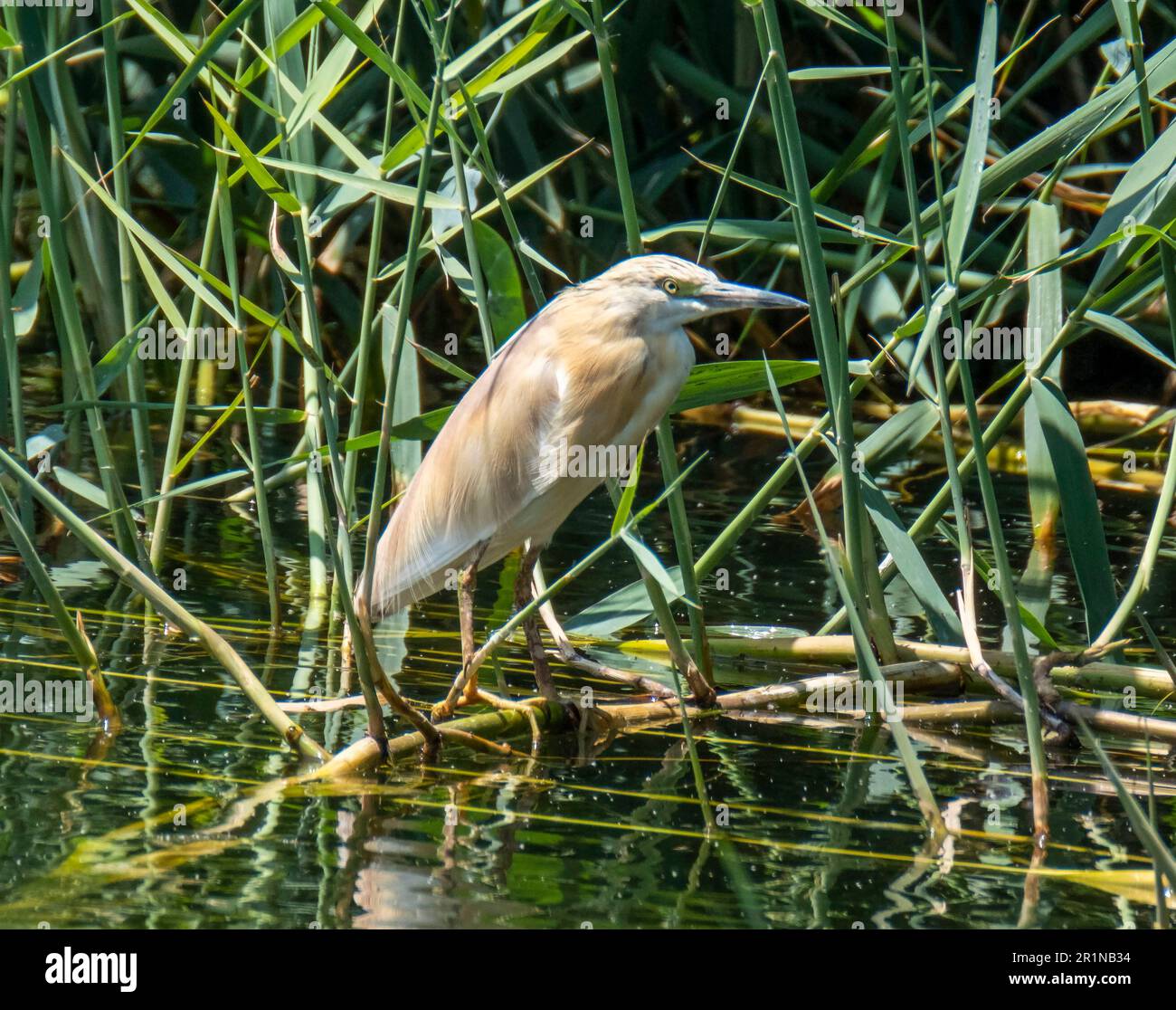 Heron di Squacco (Ardeola ralloides), in habitat naturale, Agia Vavara, Cipro. Foto Stock