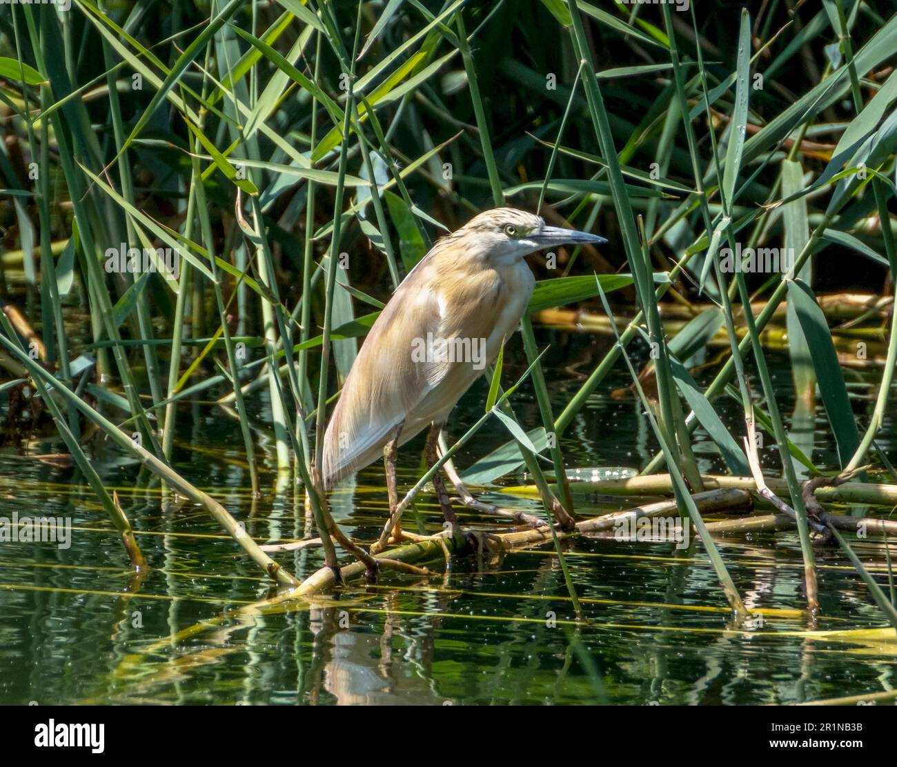 Heron di Squacco (Ardeola ralloides), in habitat naturale, Agia Vavara, Cipro. Foto Stock