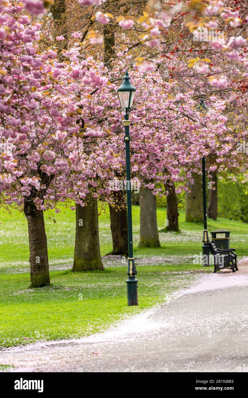 Fiore di ciliegi primaverili nel parco di Pittencrieff, Dunfermline, Fife, Scozia Foto Stock