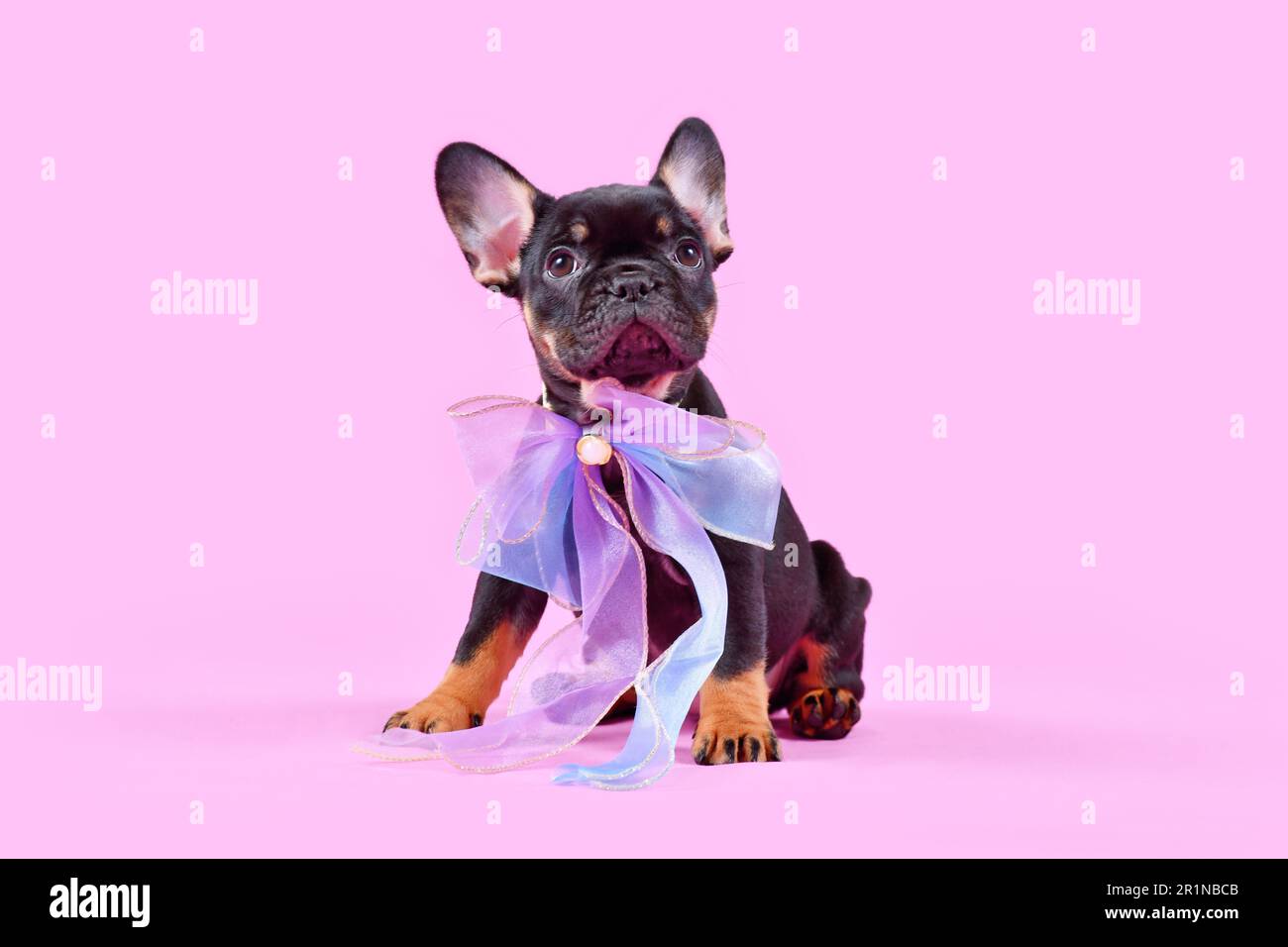 Cucciolo di cane Bulldog francese di colore marrone con nastro rosa Foto Stock