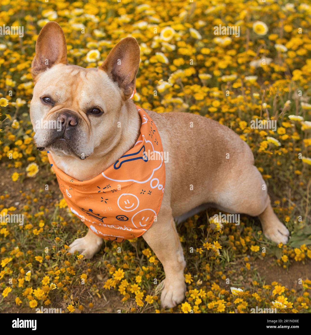 8-anni-vecchio maschio di Tan rosso Frenchie con Bandana che posa su sfondo di fiori selvatici. Foto Stock