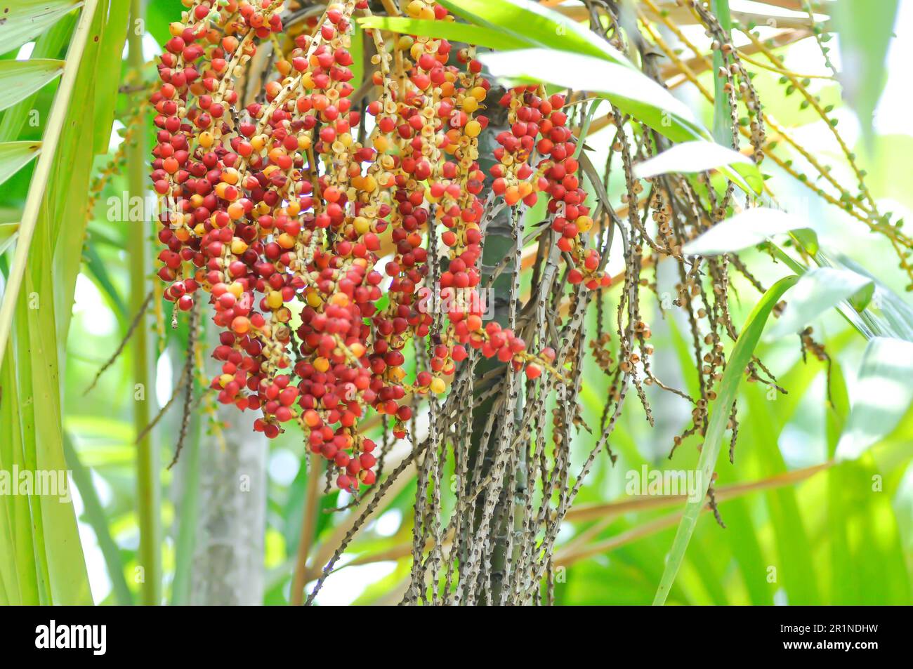 seme di palma di betel o di noce di betel o seme di palma sull'albero Foto Stock