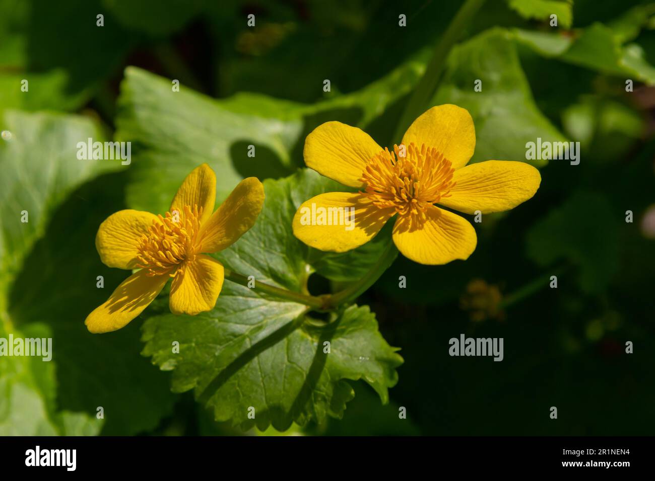 La Caltha palustris, nota come palude-palude e kingcup, è una pianta erbacea perenne di piccole e medie dimensioni della famiglia dei buttercup. Foto Stock