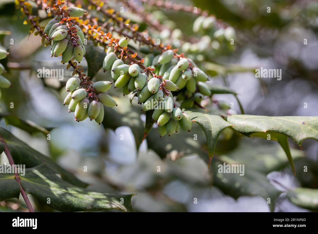 Pianta aquifolium di Mahonia con frutta verde non matura, pianta sempreverde ornamentale Foto Stock