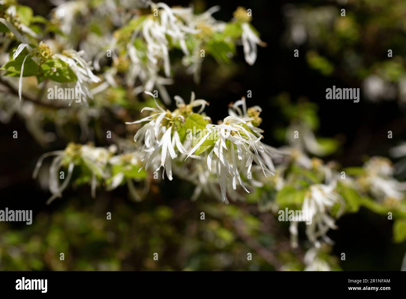 Primo piano dei sottili petali bianchi filiformi della focalizzazione selettiva Loropetalum chinense Foto Stock