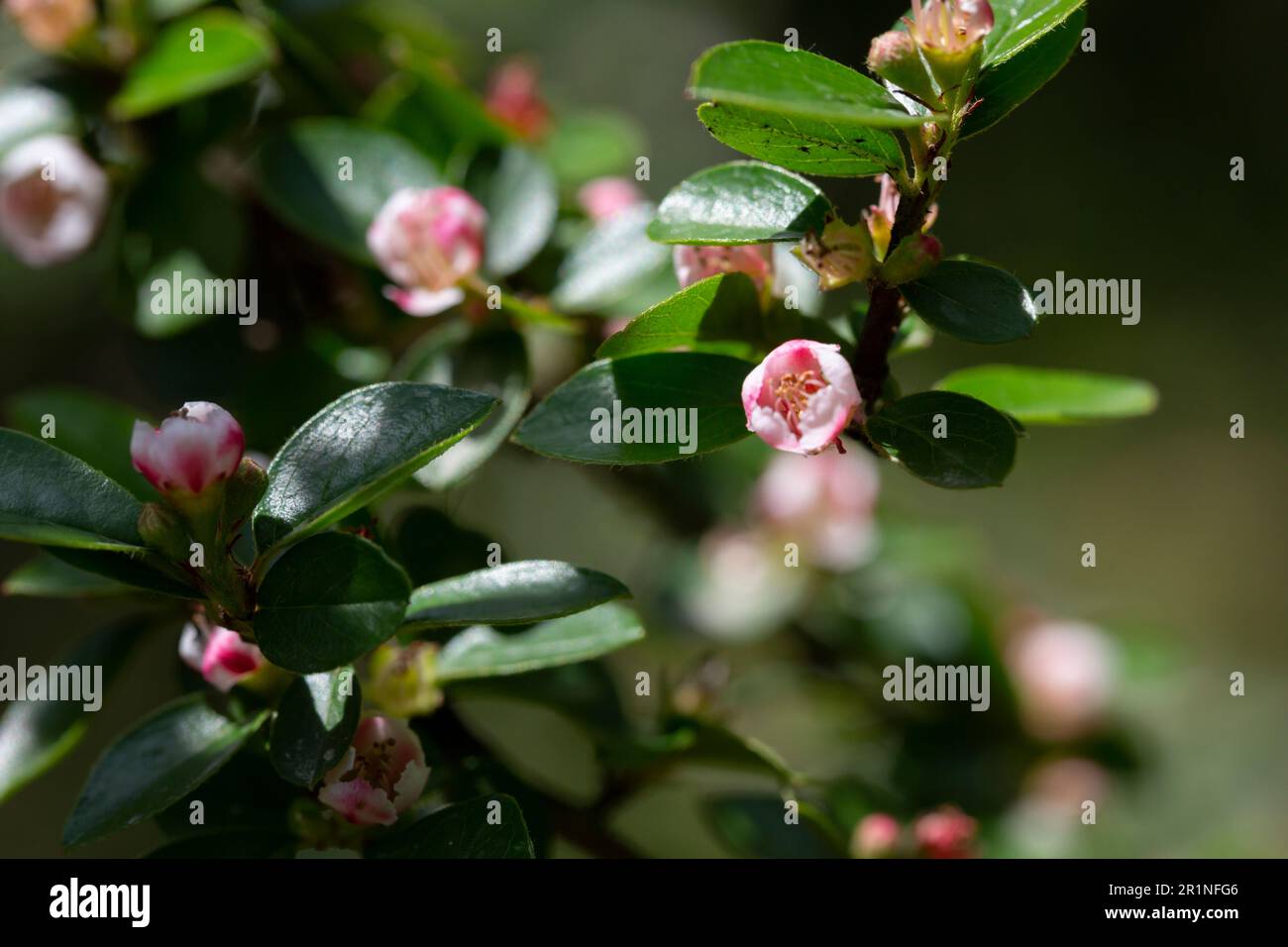Bearberry cotoneaster radicans fiore bianco - nome latino - Cotoneaster dammeri radicans, fuoco selettivo Foto Stock