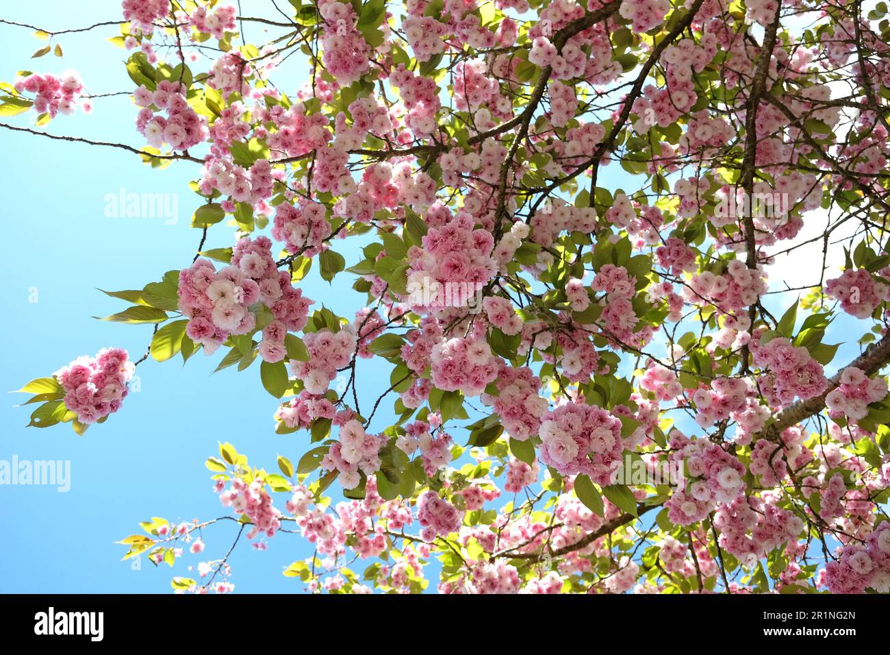 Prunus serrulata fiore di ciliegio 'Fugenzo' in fiore. Foto Stock