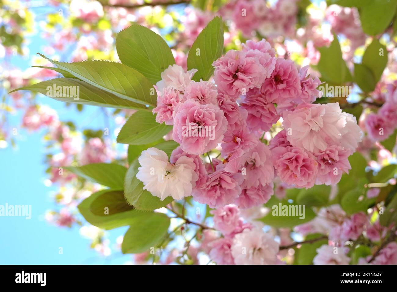 Prunus serrulata fiore di ciliegio 'Fugenzo' in fiore. Foto Stock