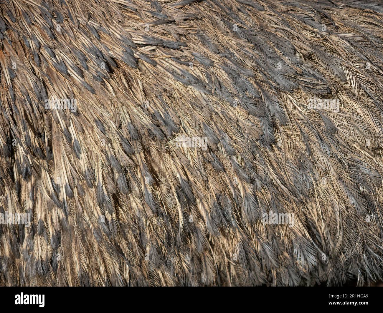 Le piume di un'emu (Dromaius novaehollandiae), il secondo uccello vivente più grande dopo lo struzzo. È endemica dell'Australia. Foto Stock