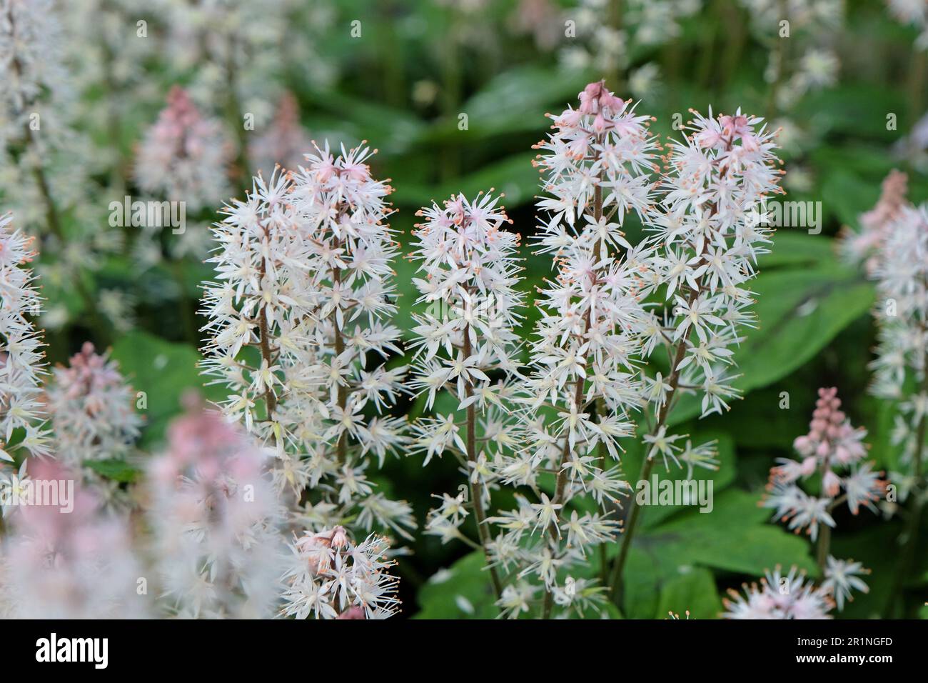 Tiarella "Primavera Sinfonia" fiore in schiuma in fiore Foto Stock