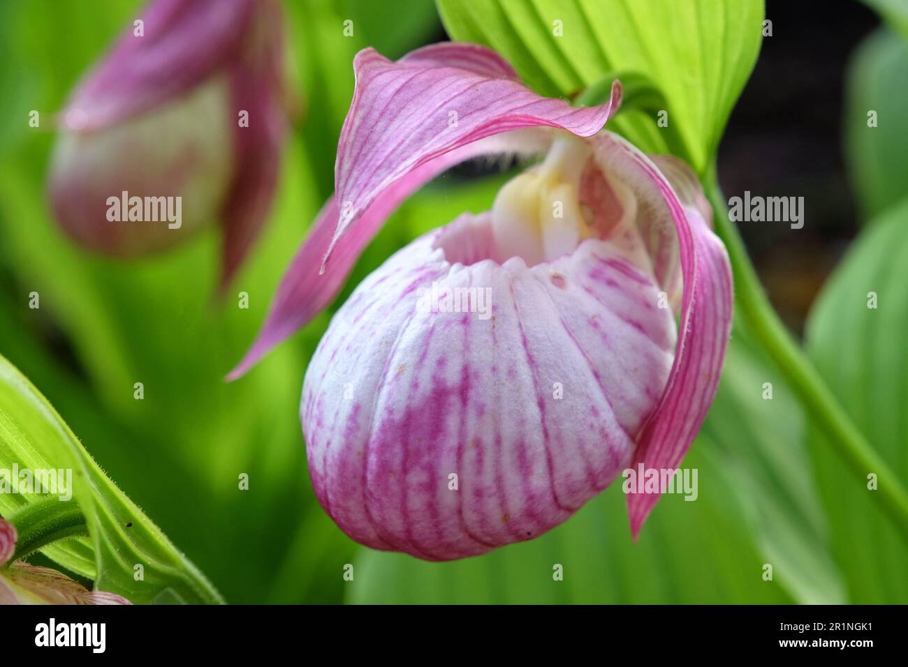 Cipridium 'Sabine' ladyÕs slipper orchidea in fiore. Foto Stock