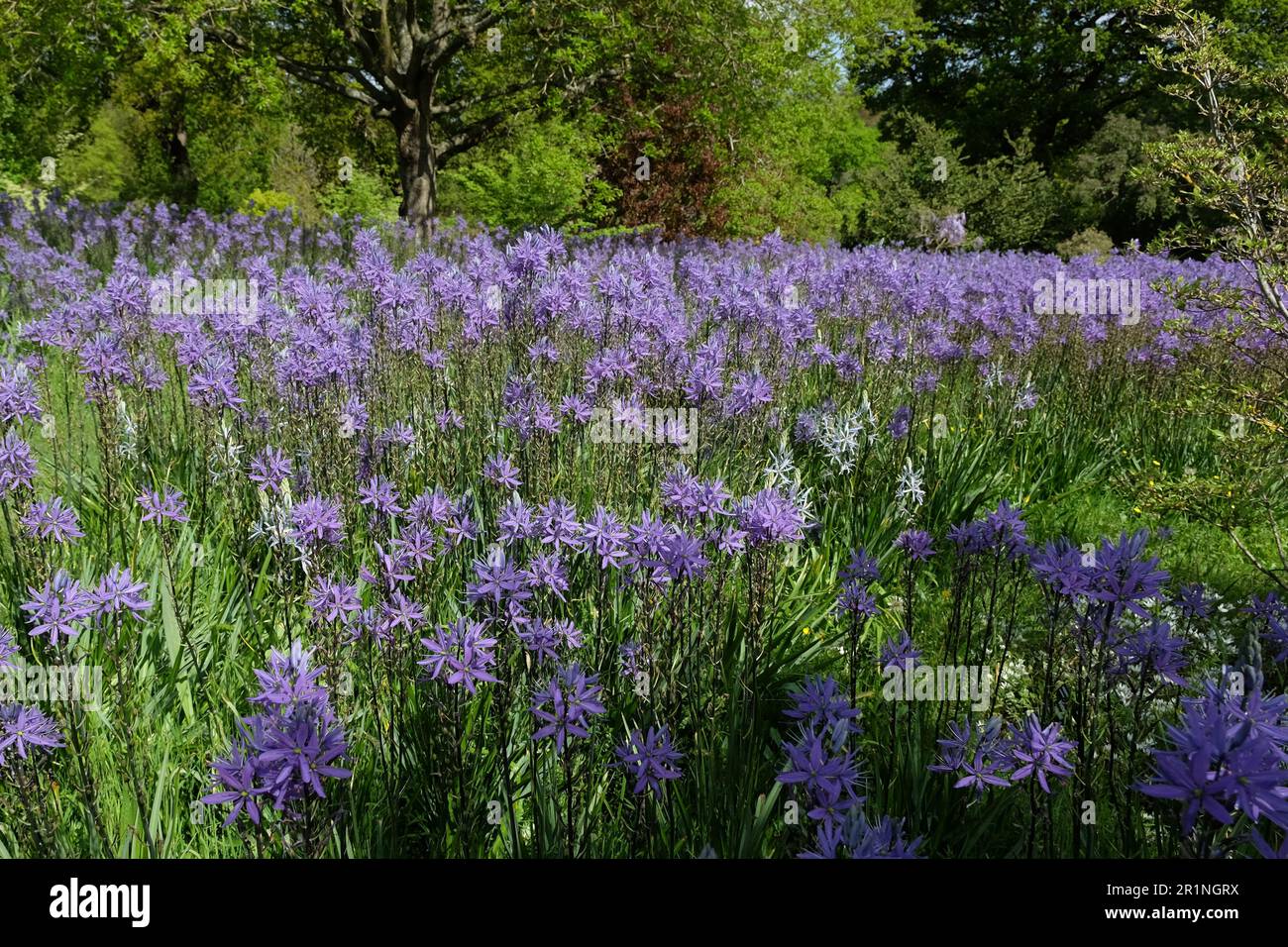 Camassia blu fioriture in fiore. Foto Stock